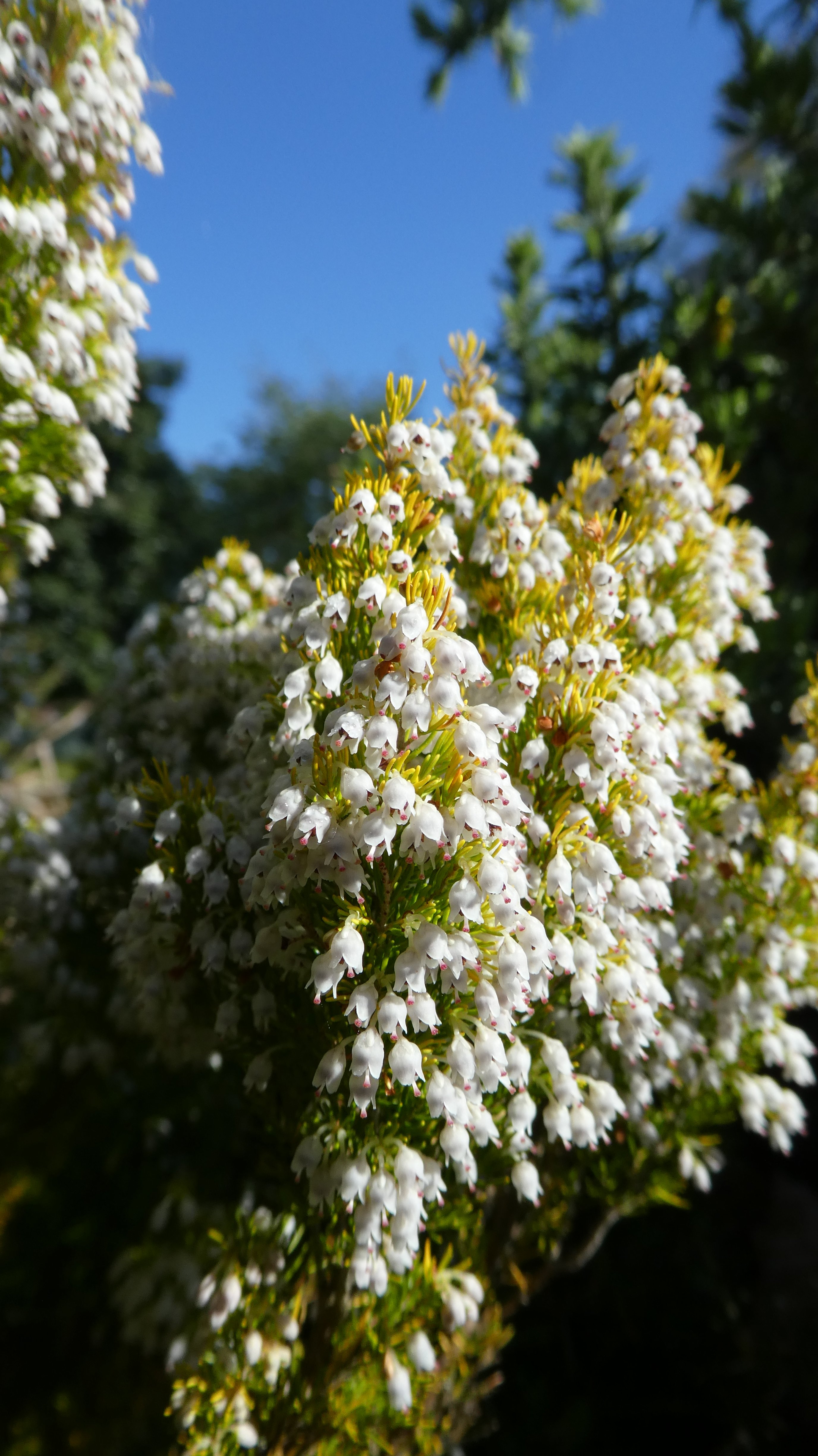 tree heath 'Golden Joy'