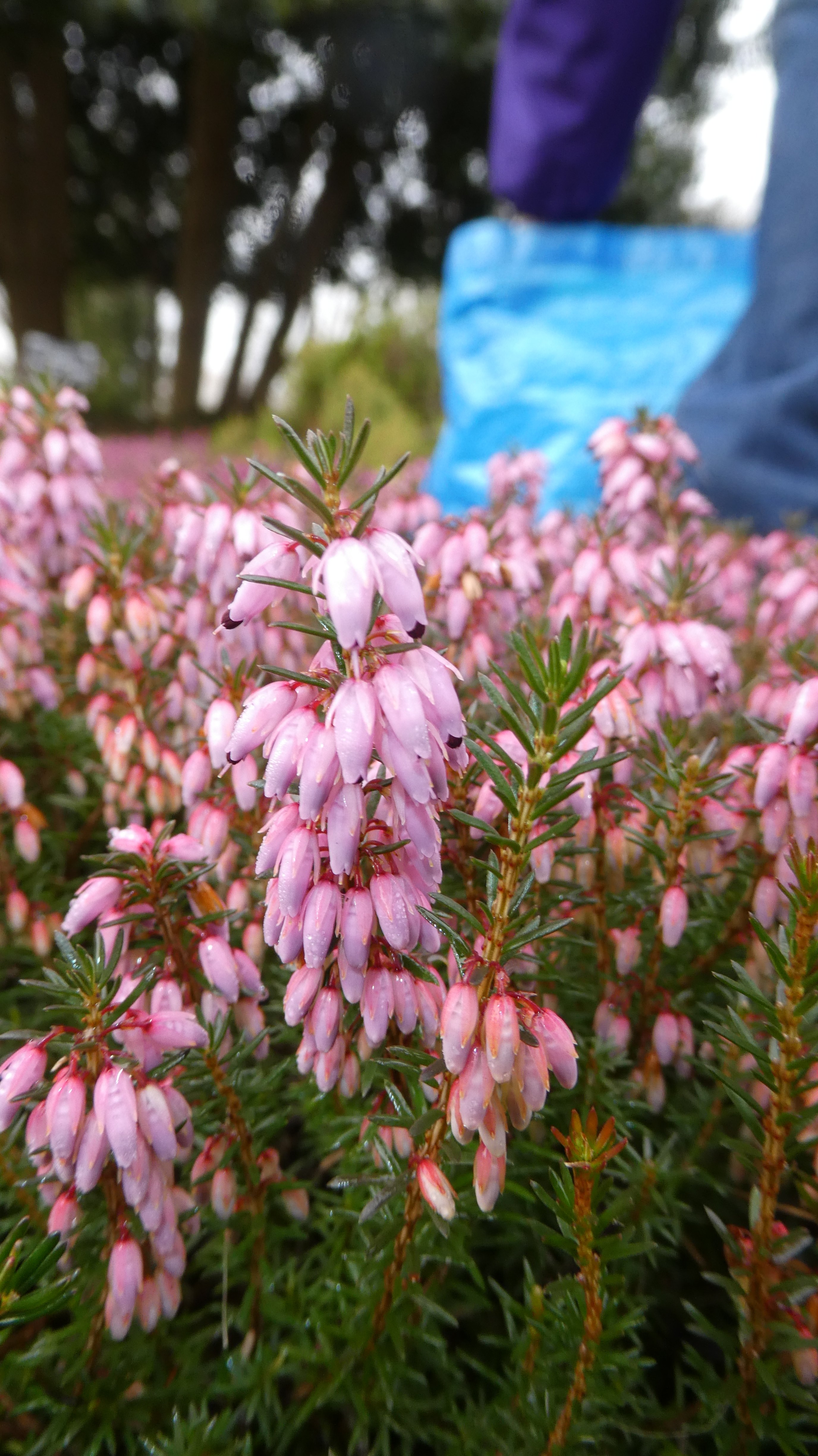 heather 'Claribelle'