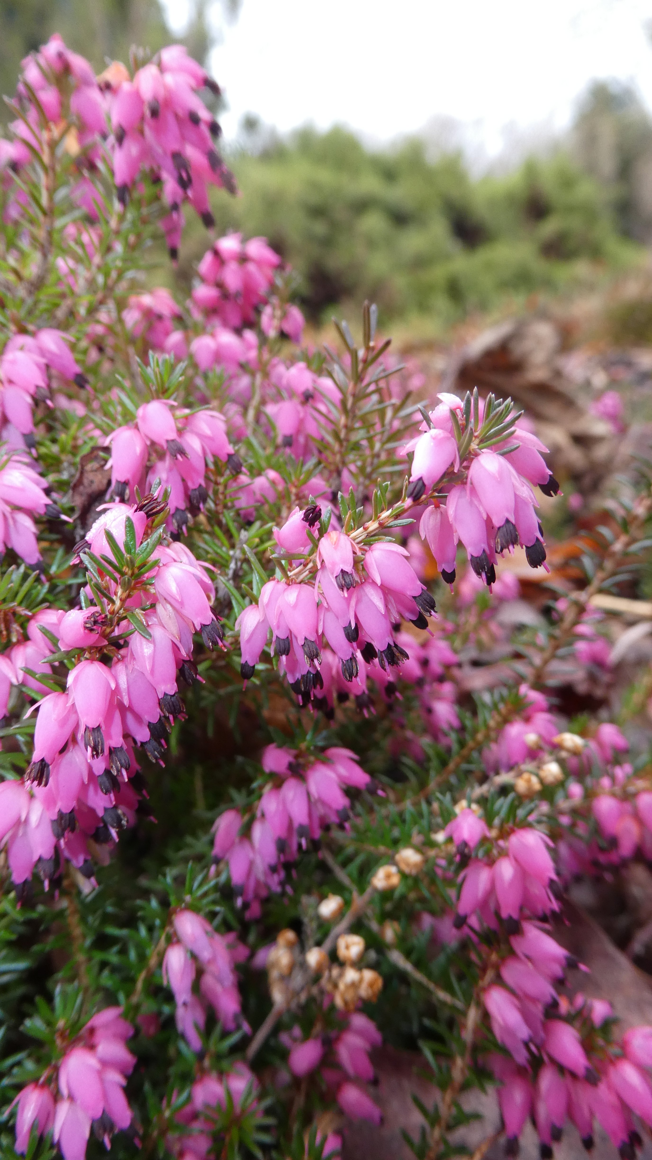 heather 'Corinna'