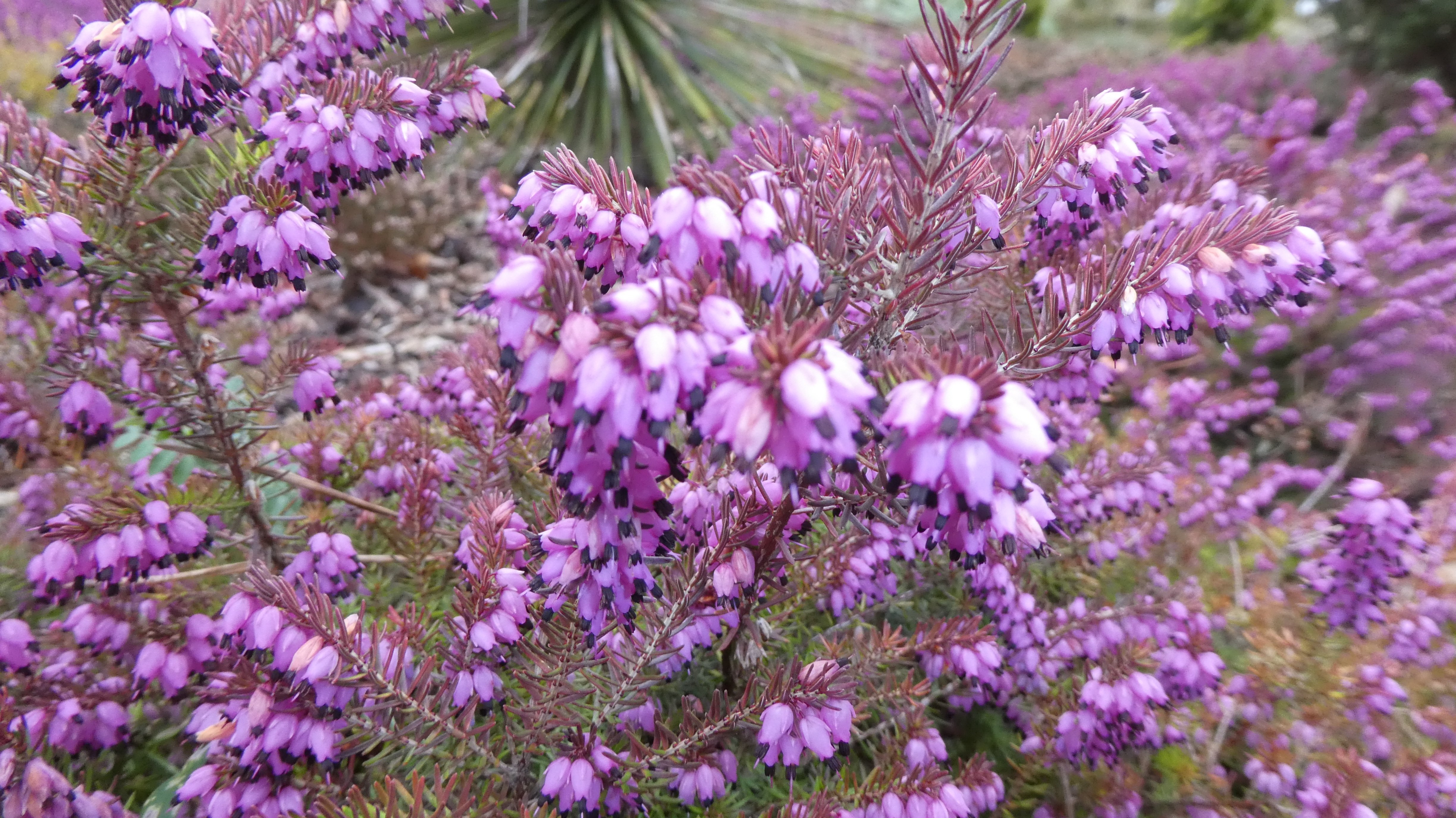 heather 'Lohse's Rubin'