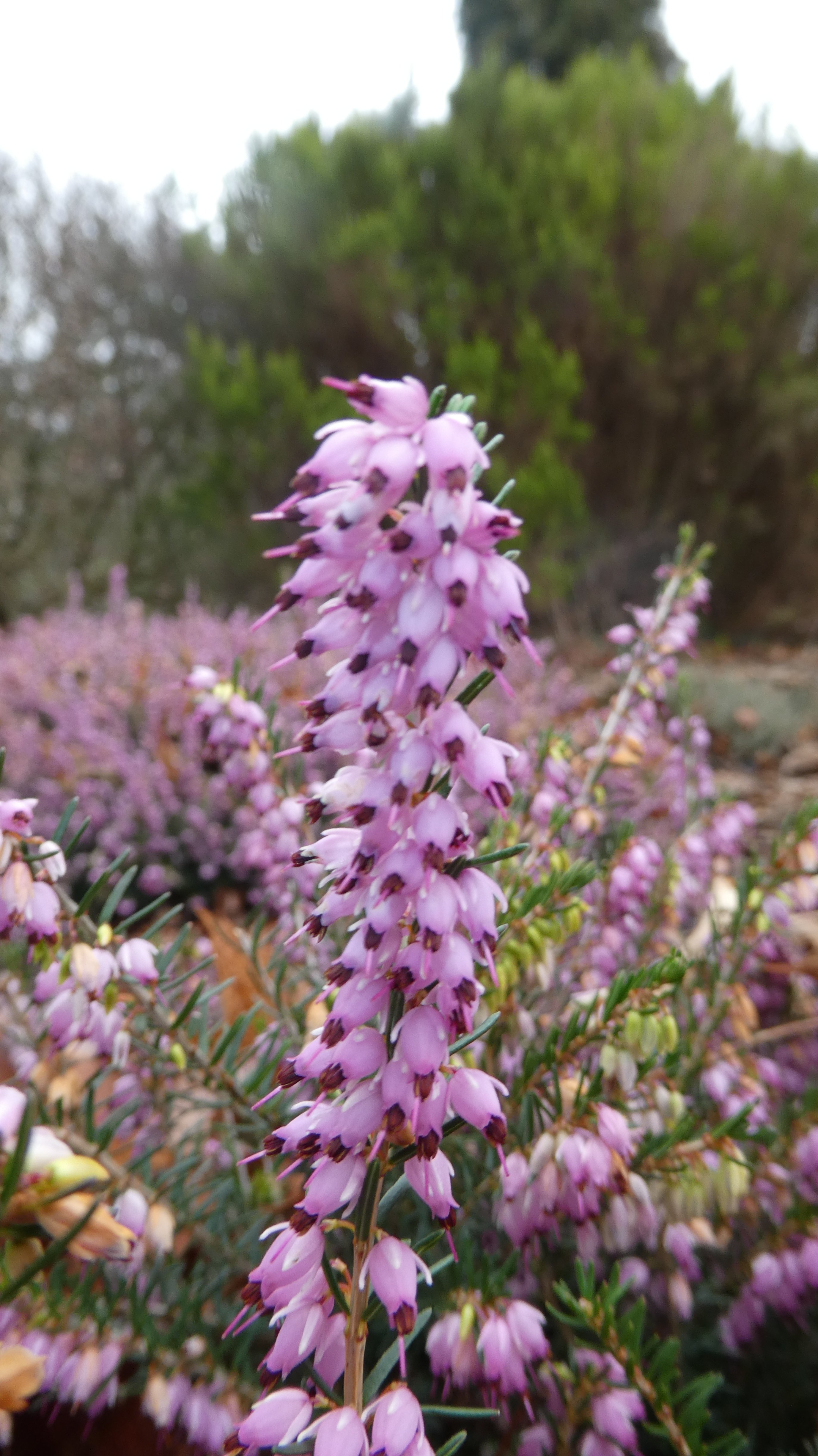 heather 'Praecox Rubra'