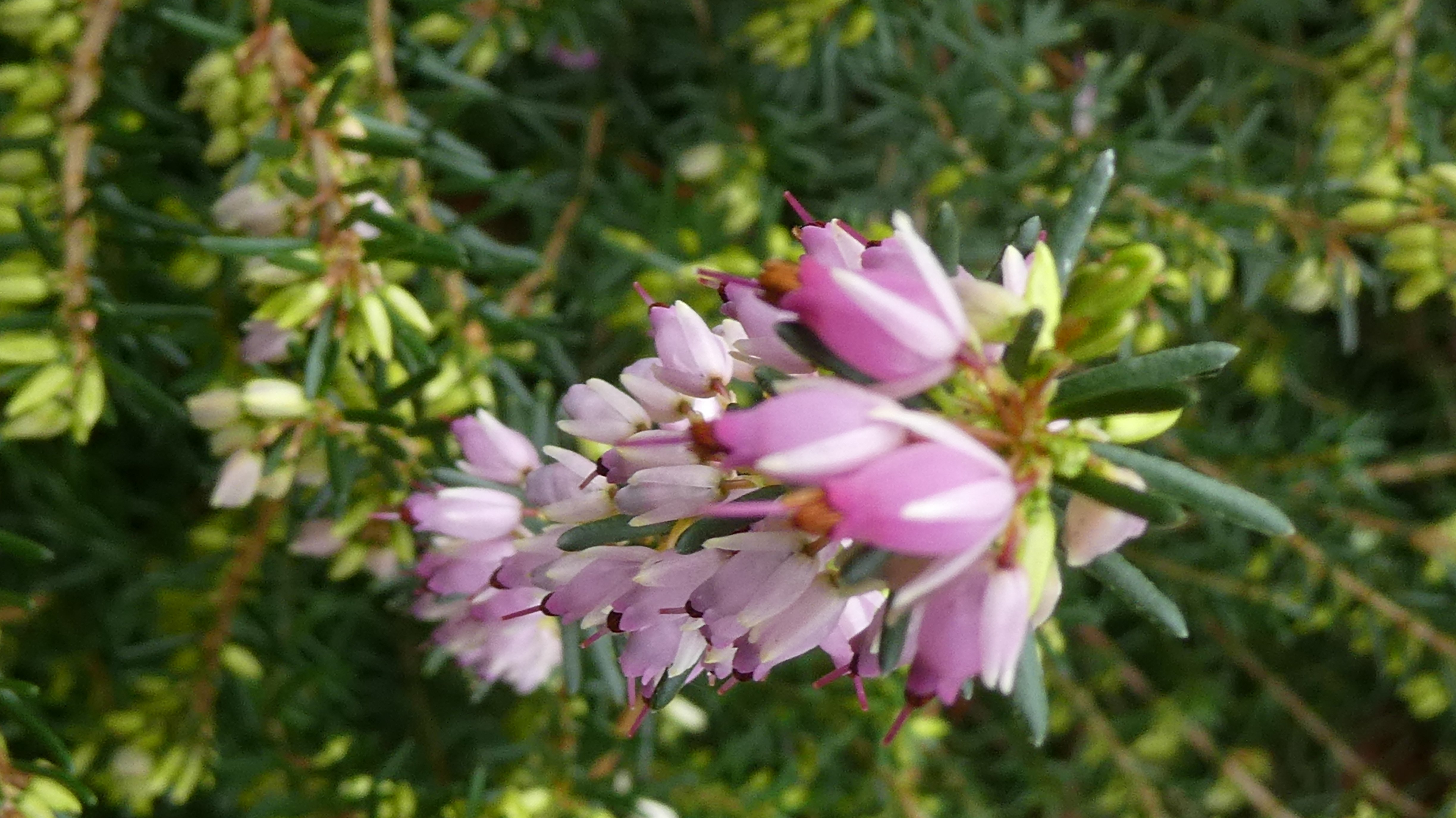heather 'Winter Beauty'
