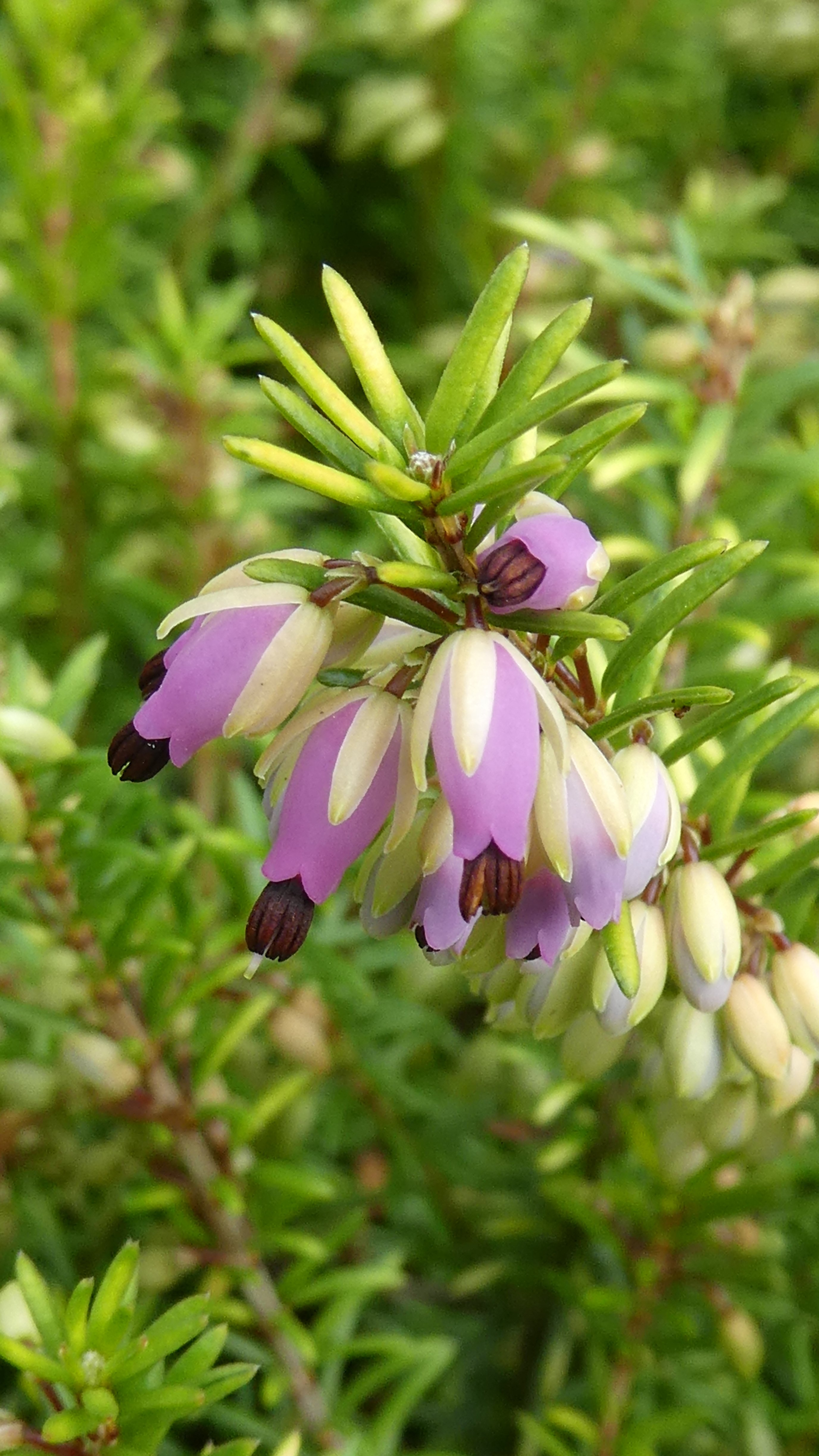 heather 'Hilletje'