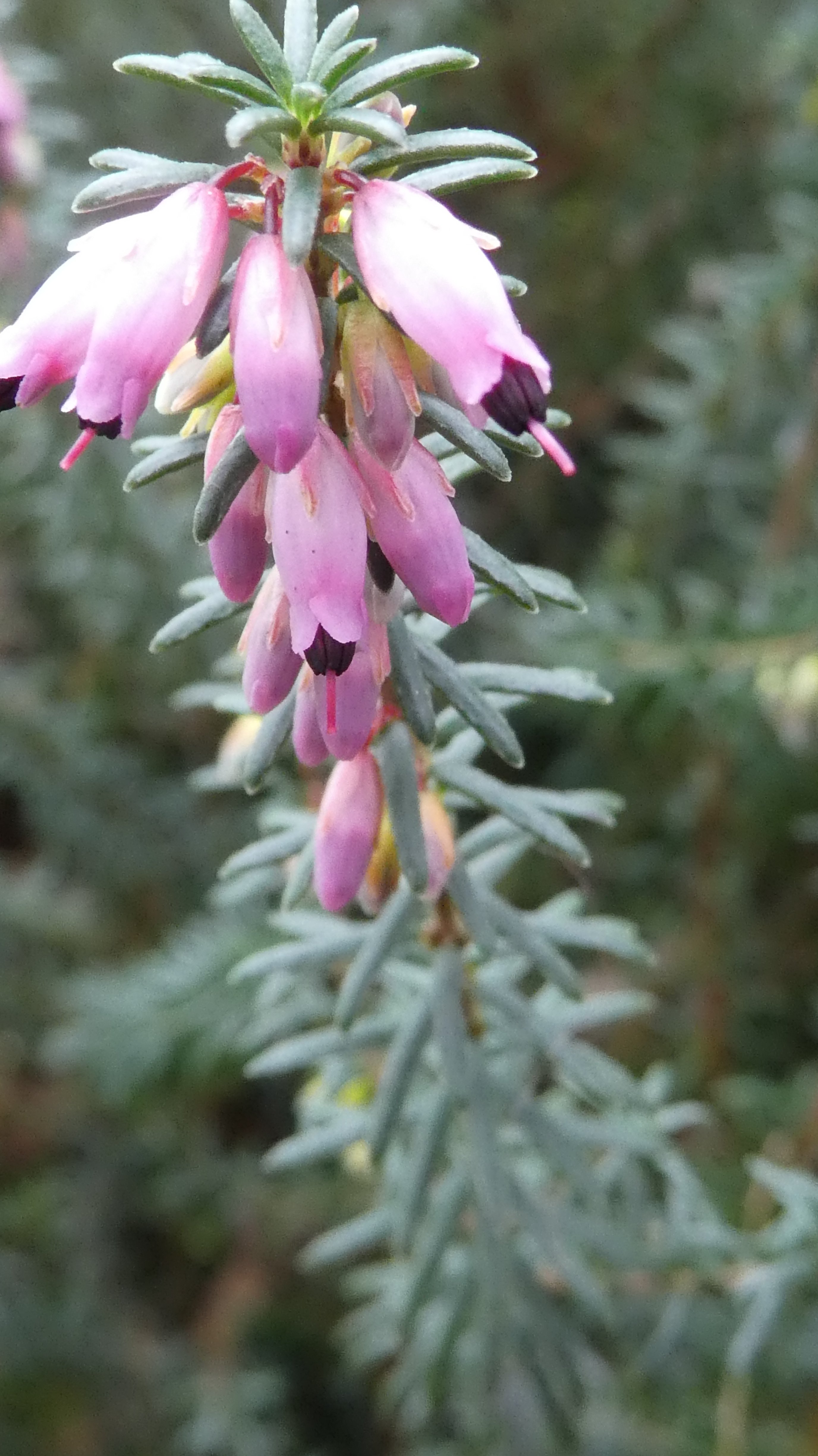 Irish heath 'Irish Dusk'