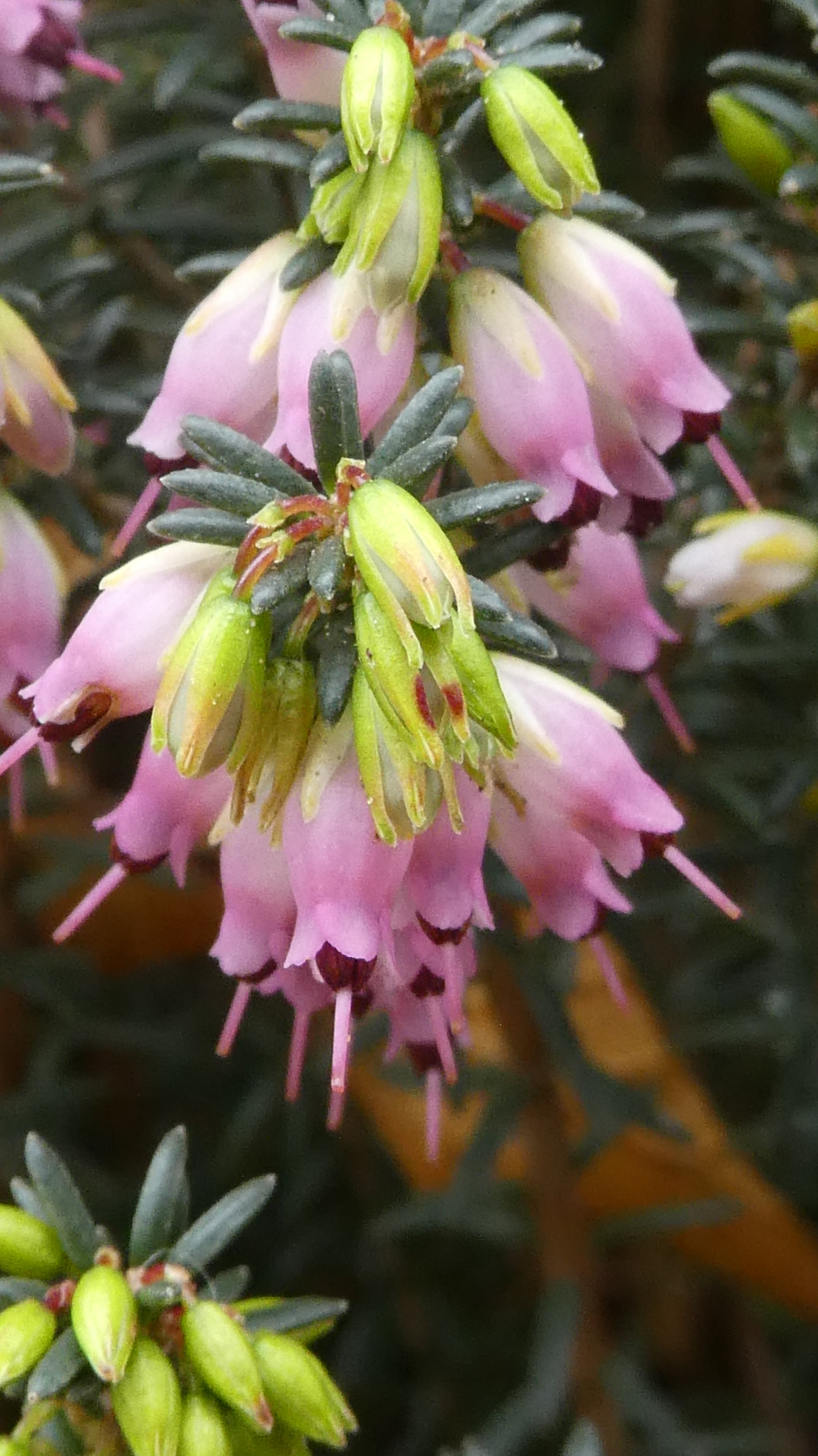 Irish heath 'Irish Salmon'
