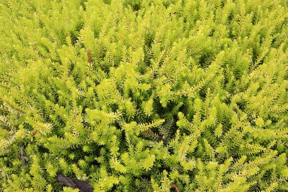 heather 'Foxhollow'