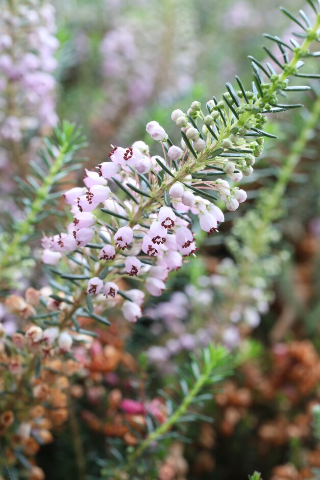 Cornish heath 'Hookstone Rose'