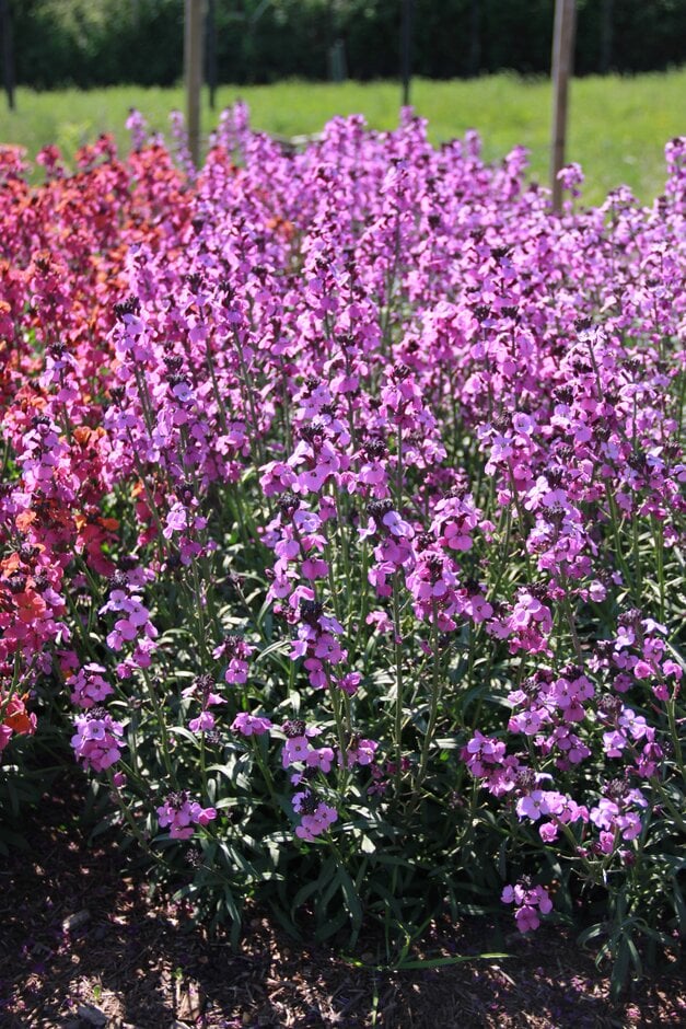 wallflower [Super Bowl Mauve]