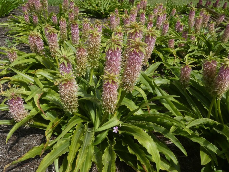 pineapple lily [Nani]
