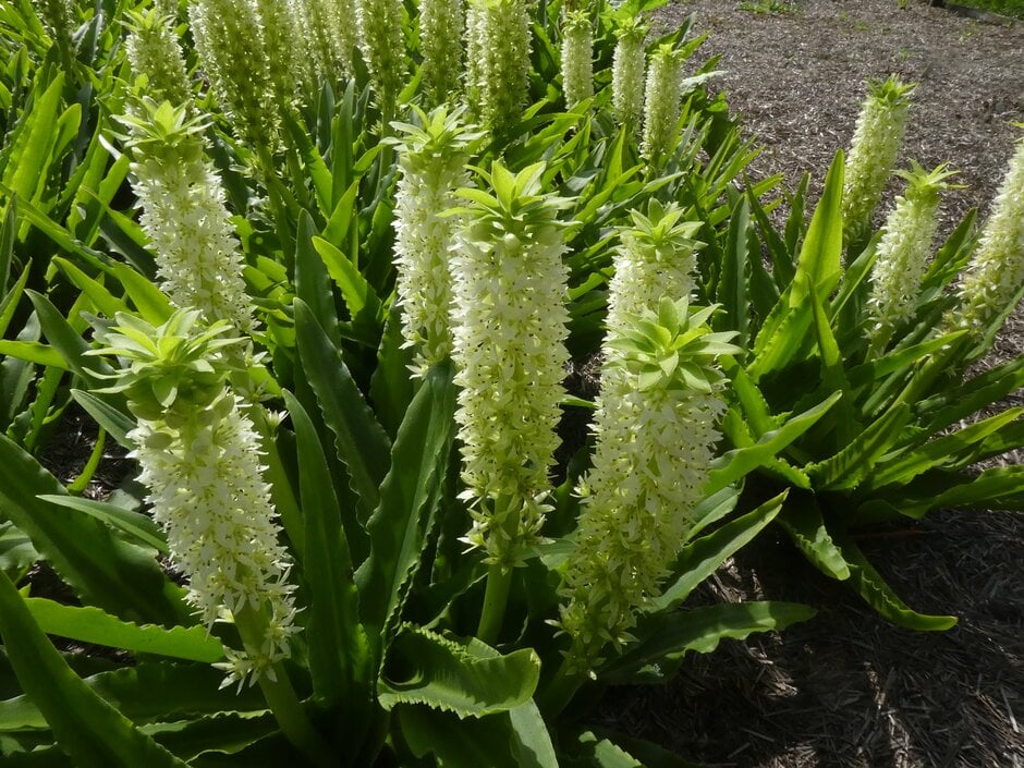 pineapple lily [Maui]