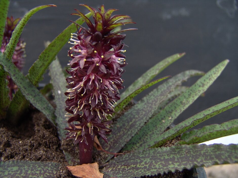 van der Merwe pineapple lily