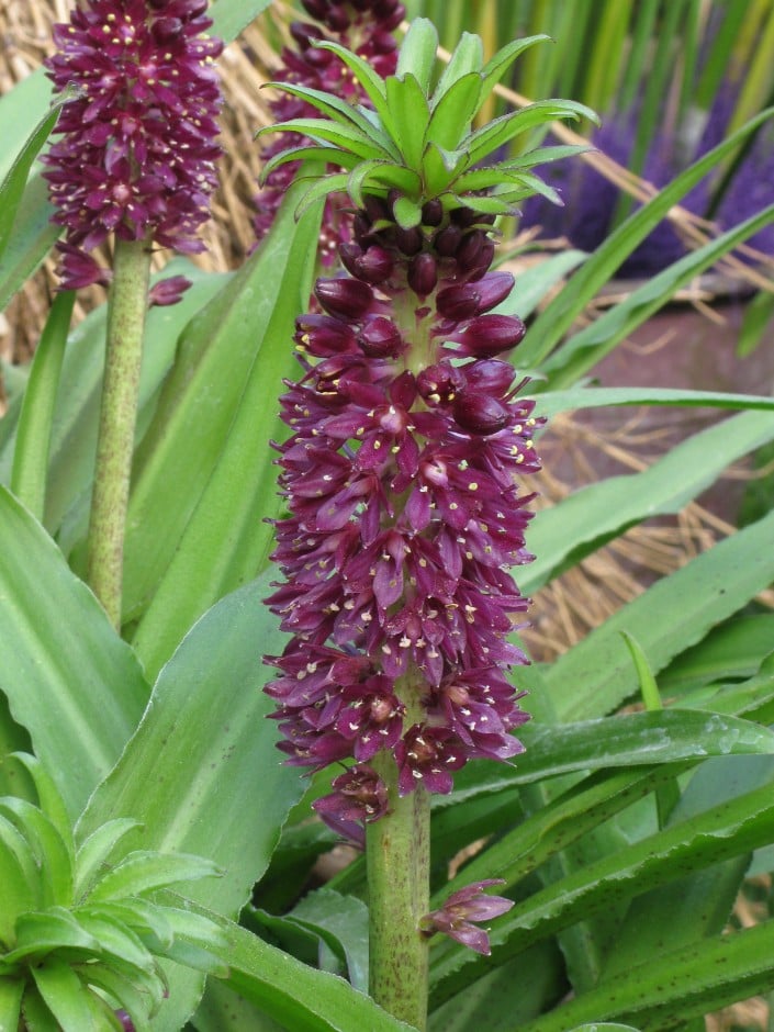 pineapple lily 'Leia'