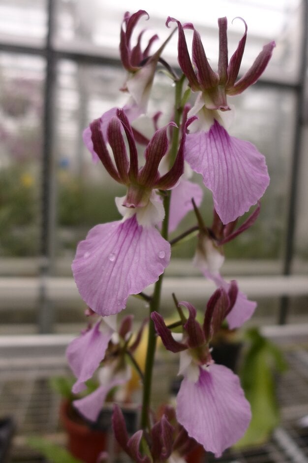 <i>Eulophia</i> <i>guineensis</i>