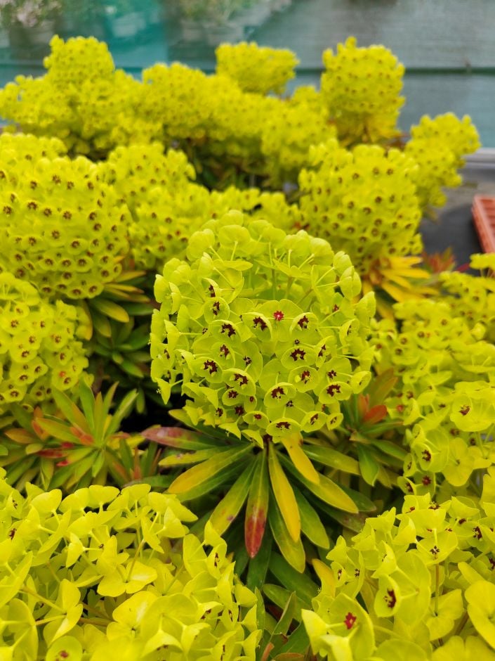 <i>Euphorbia</i> × <i>martinii</i> 'Waleulitr'