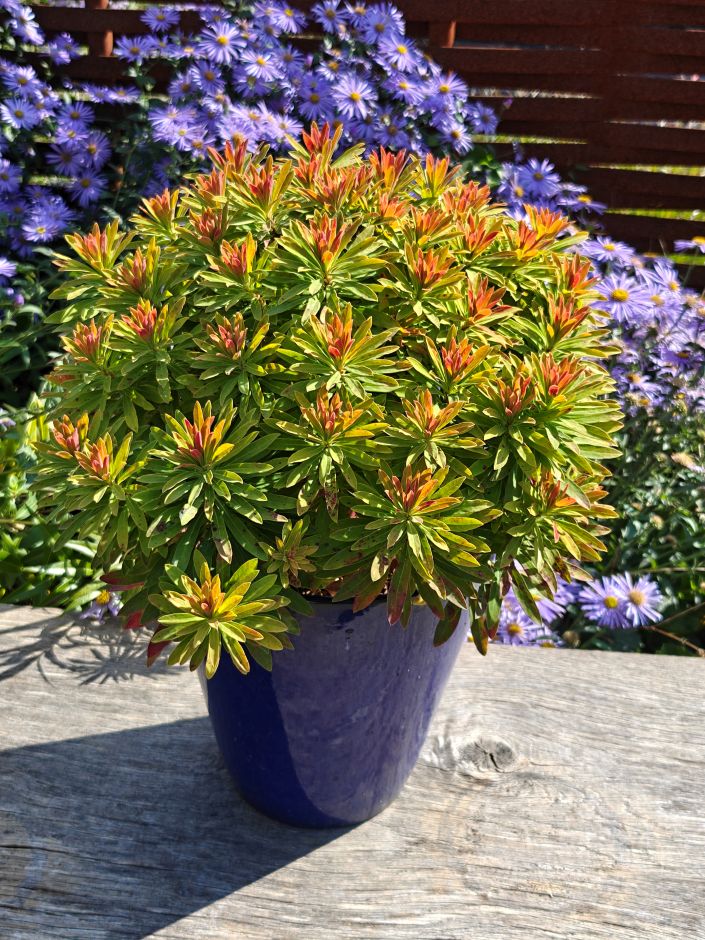 <i>Euphorbia</i> × <i>martinii</i> 'Waleulitr'