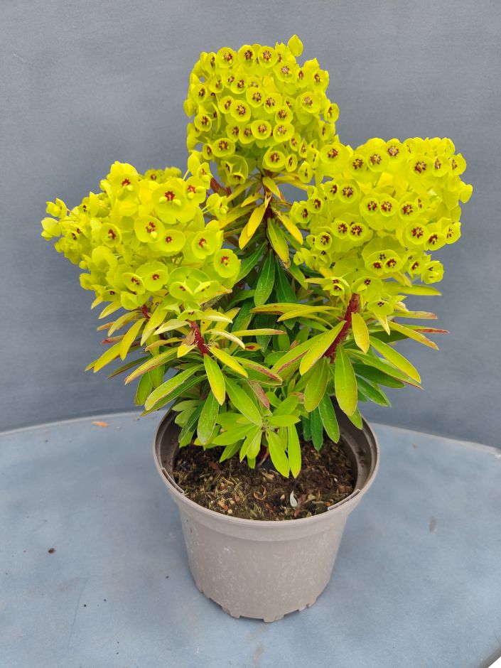 <i>Euphorbia</i> × <i>martinii</i> 'Waleulitr'