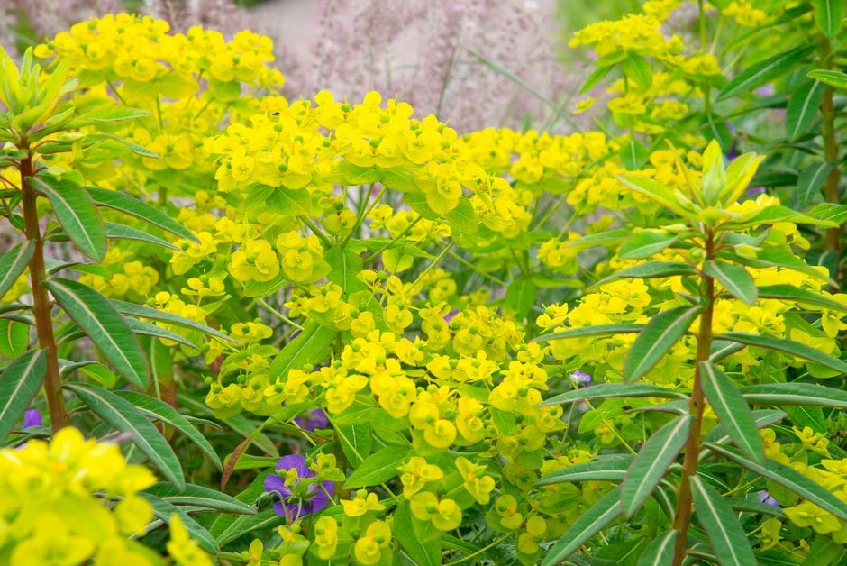 spurge 'Amjillasa'