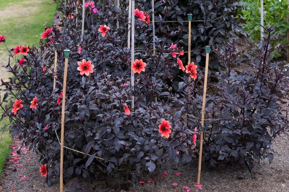 dahlia 'Hadrian's Sunset'