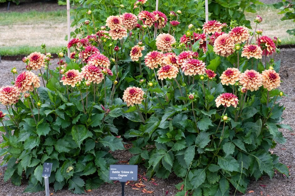 dahlia 'Crème de Cognac'
