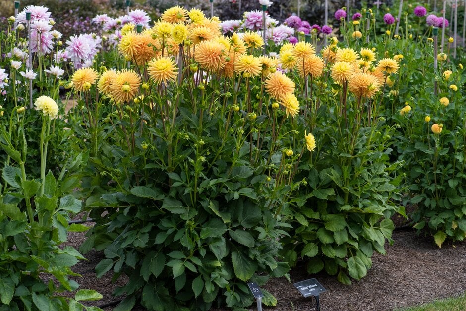 dahlia 'Hillcrest Jersie'