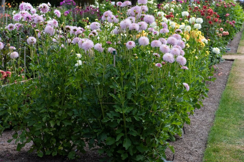 dahlia 'Josudi Andromeda'