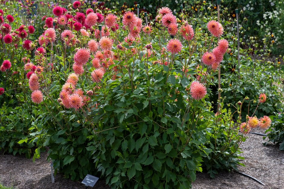 dahlia 'Josudi Telstar'
