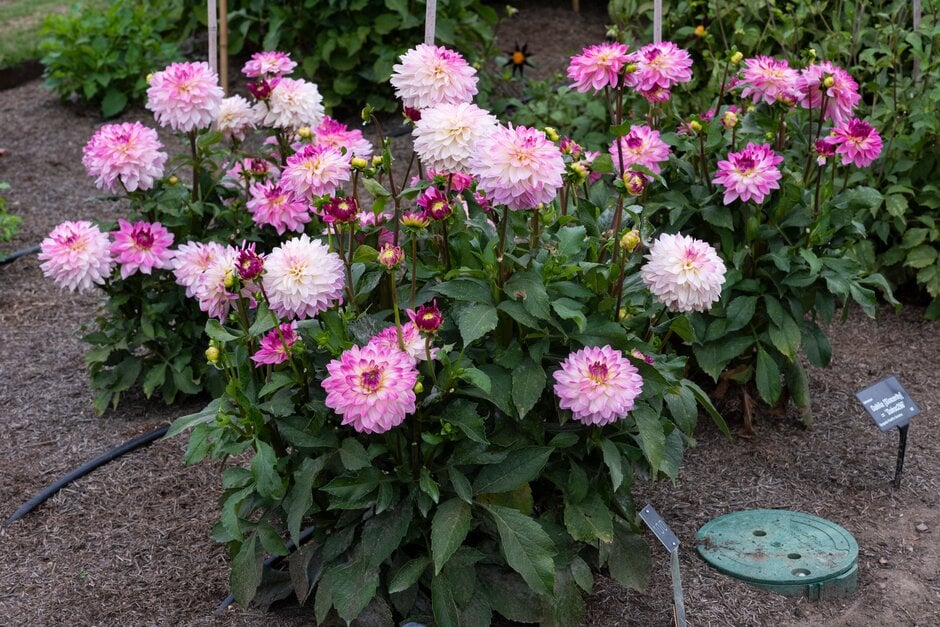 dahlia [Sincerity]