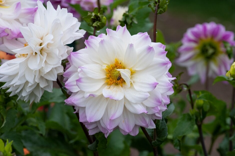 dahlia 'Hapet Blue Eyes'