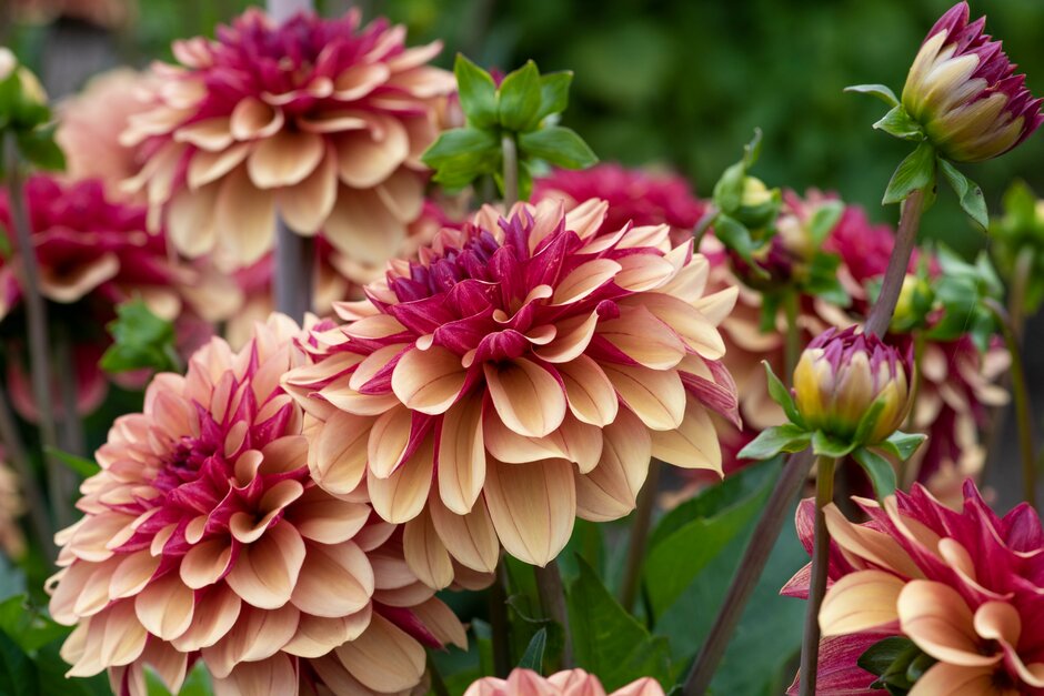 dahlia 'Crème de Cognac'
