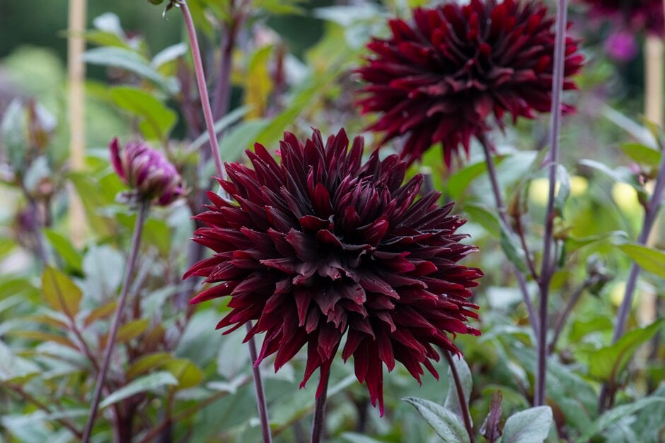 dahlia 'Black Jack'