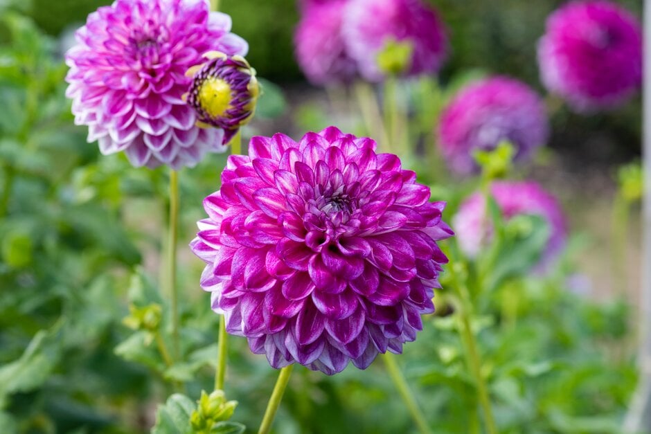 dahlia 'Hillcrest Jonathan'
