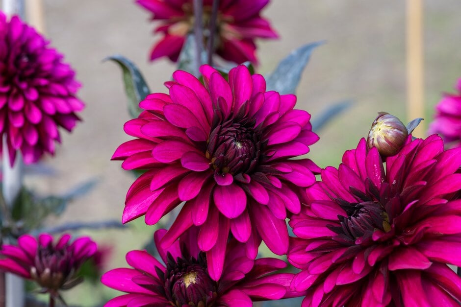 dahlia 'Purple Flame'