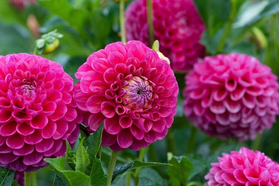 dahlia 'Jowey Frambo'