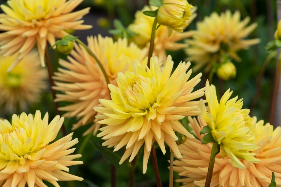 dahlia 'Hillcrest Jersie'