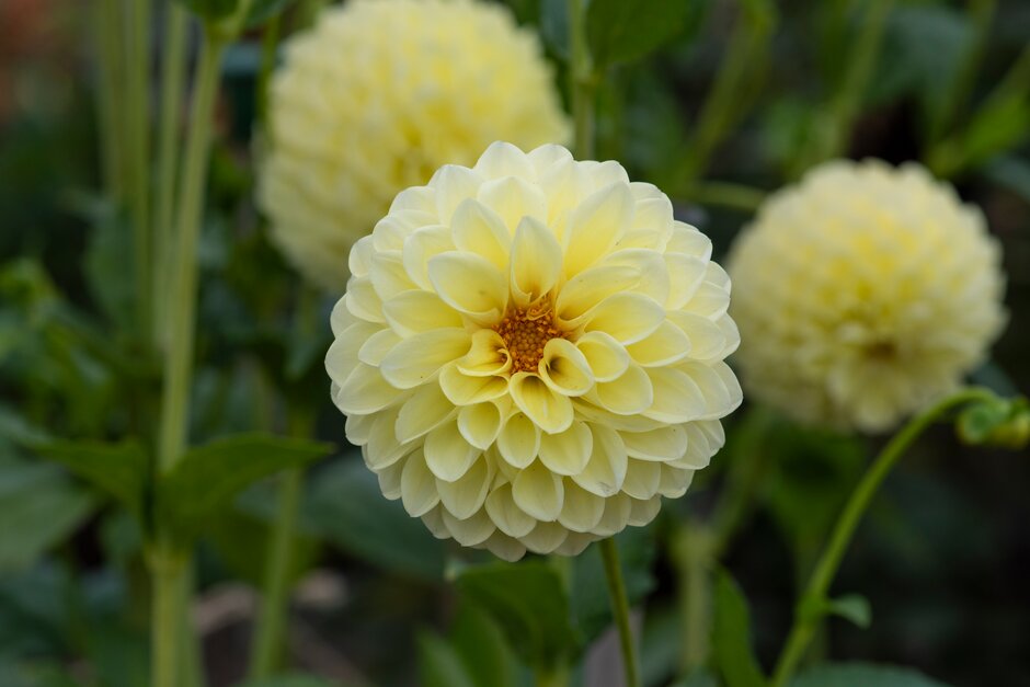 dahlia 'Jowey Martina'