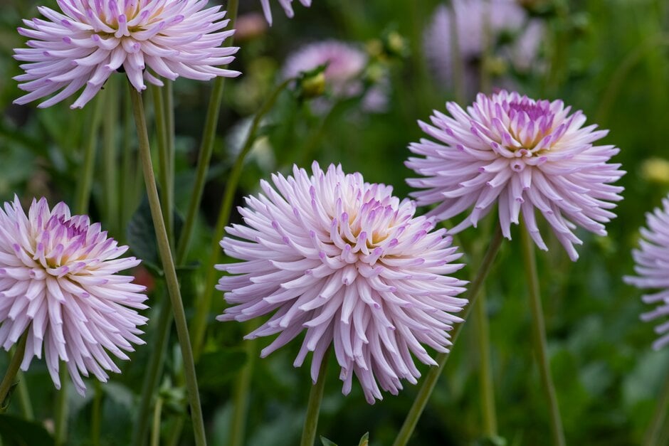 dahlia 'Josudi Andromeda'