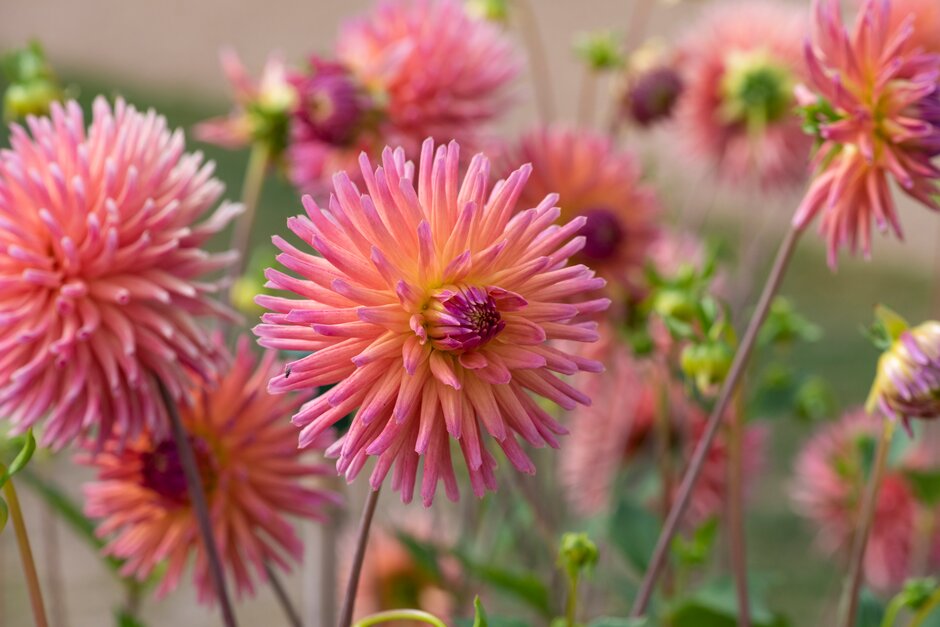 dahlia 'Josudi Telstar'