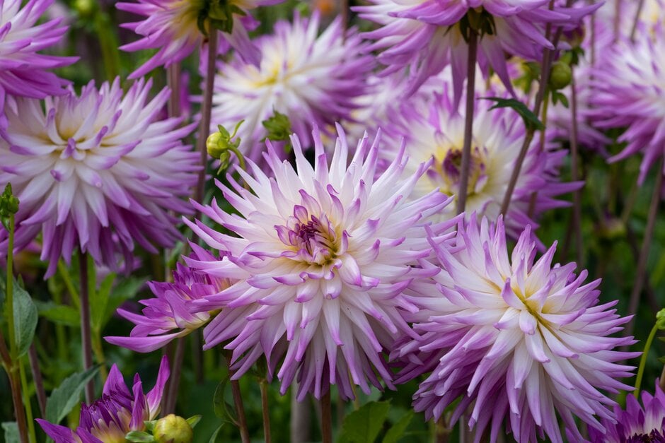 dahlia 'Clearview Cameron'