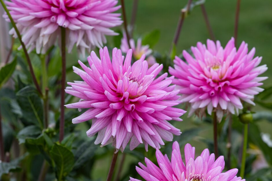 dahlia 'Normandie Memories'