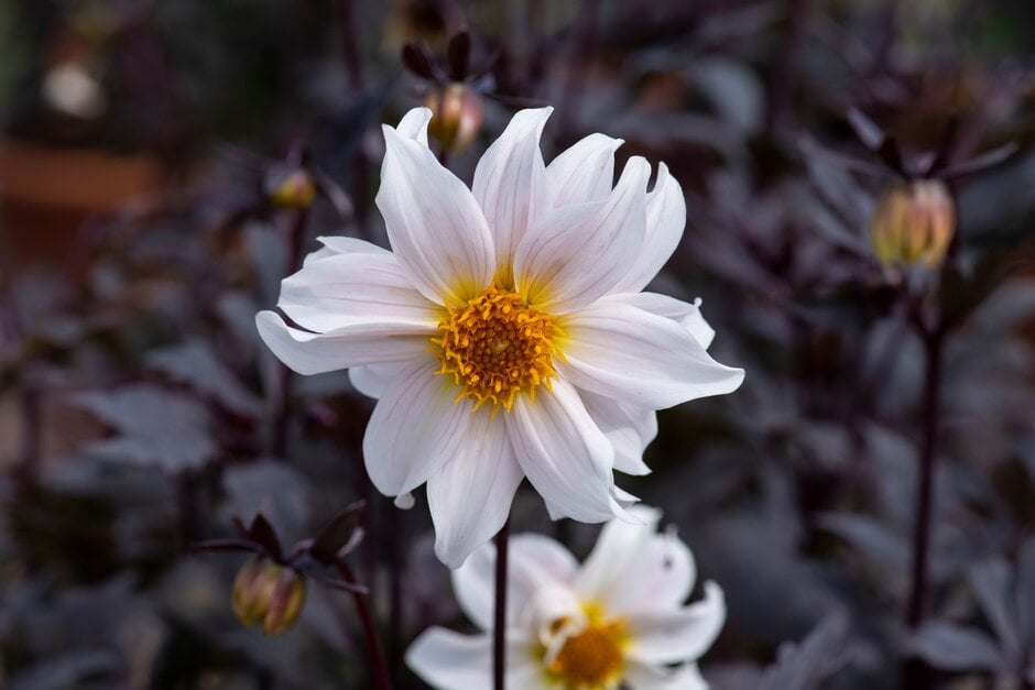 dahlia 'Little Swan'