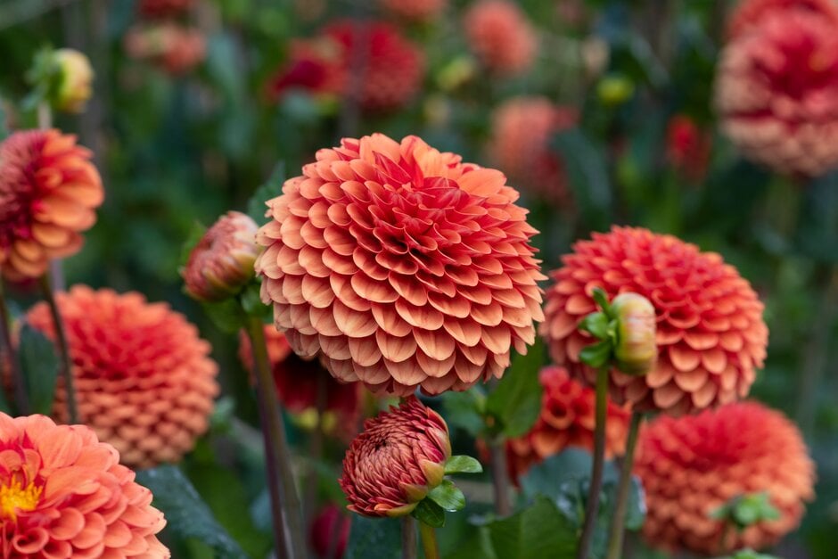 dahlia 'Brown Sugar FDM'