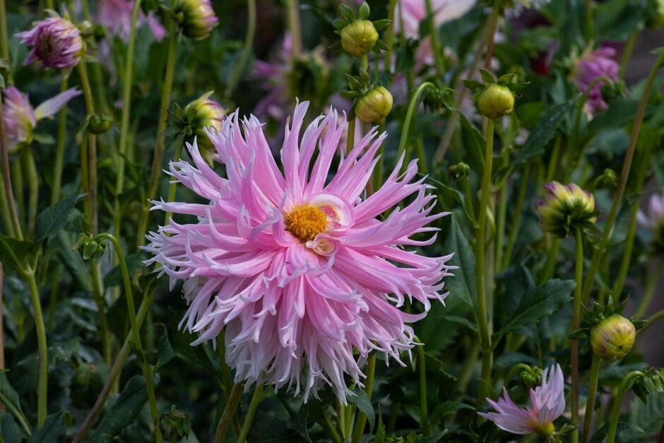 dahlia 'Nadia Ruth'