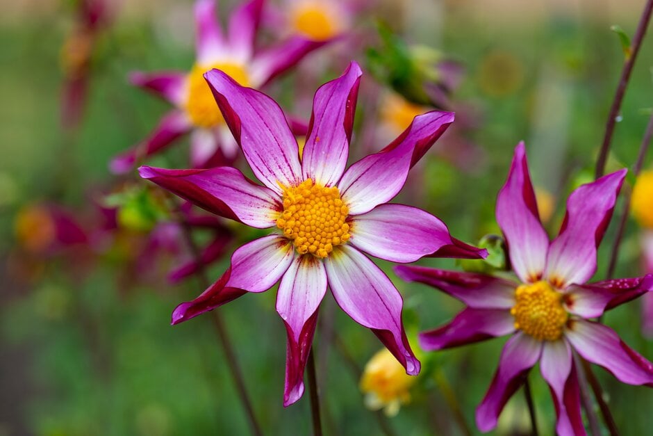 Ｄahlia☆様 Dahlia Hypnotica® Dahlia | Garden Center Marketing