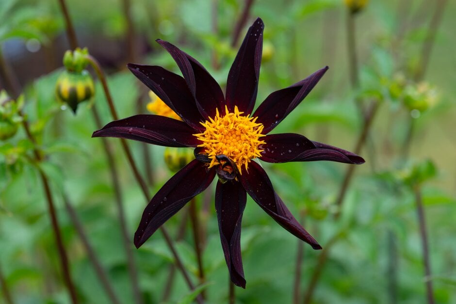 dahlia 'Verrone's Obsidian'
