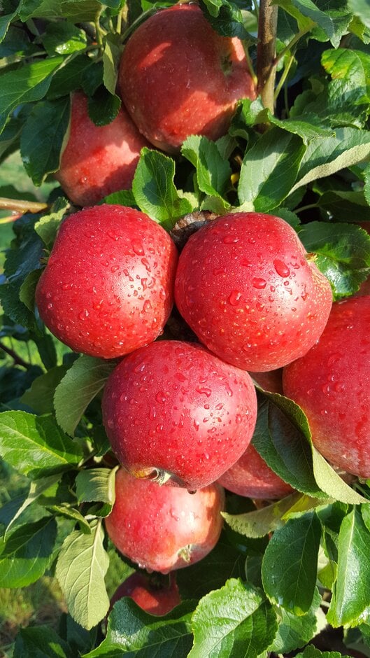 apple 'Red Windsor'