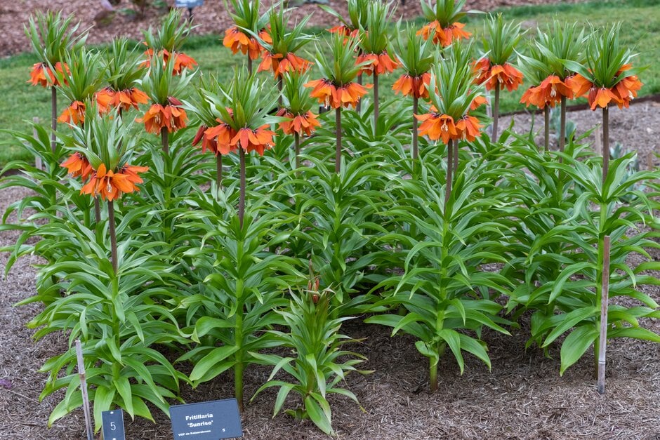 fritillary 'Sunrise'