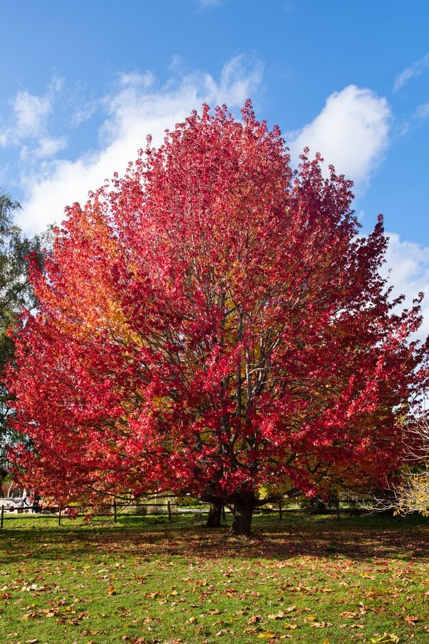 sweet gum 'Penwood'