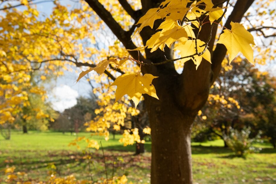 red Cappadocian maple