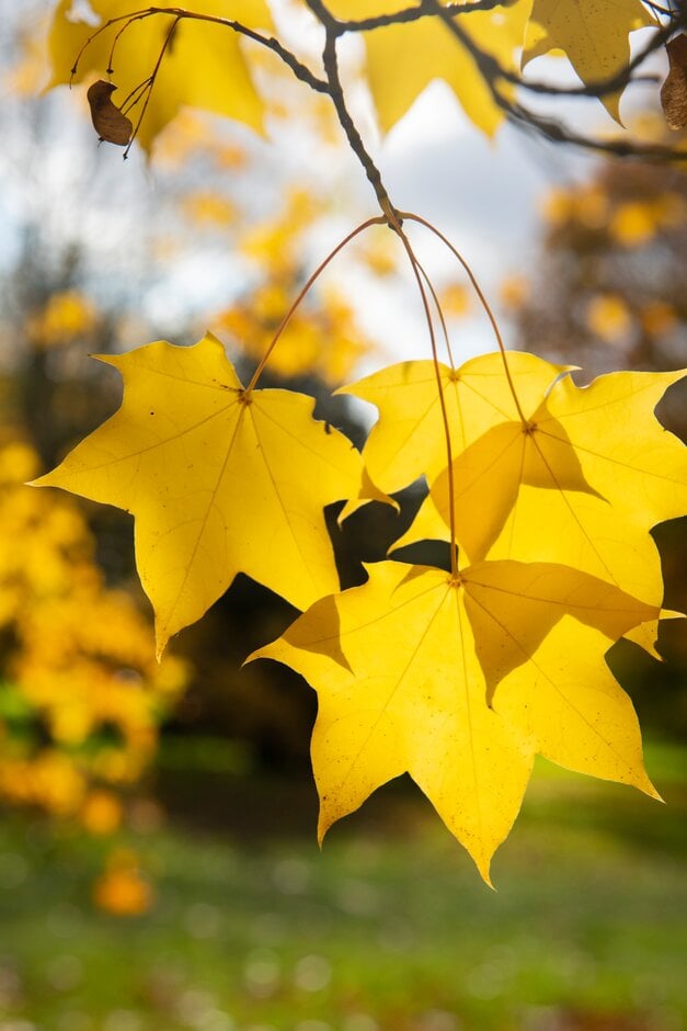 red Cappadocian maple