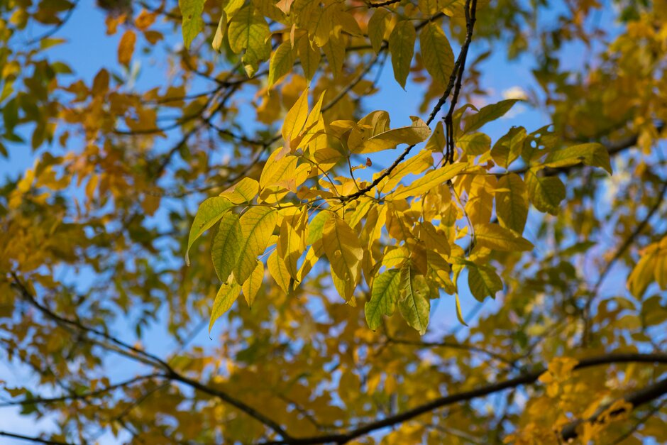American ash 'Rosehill'